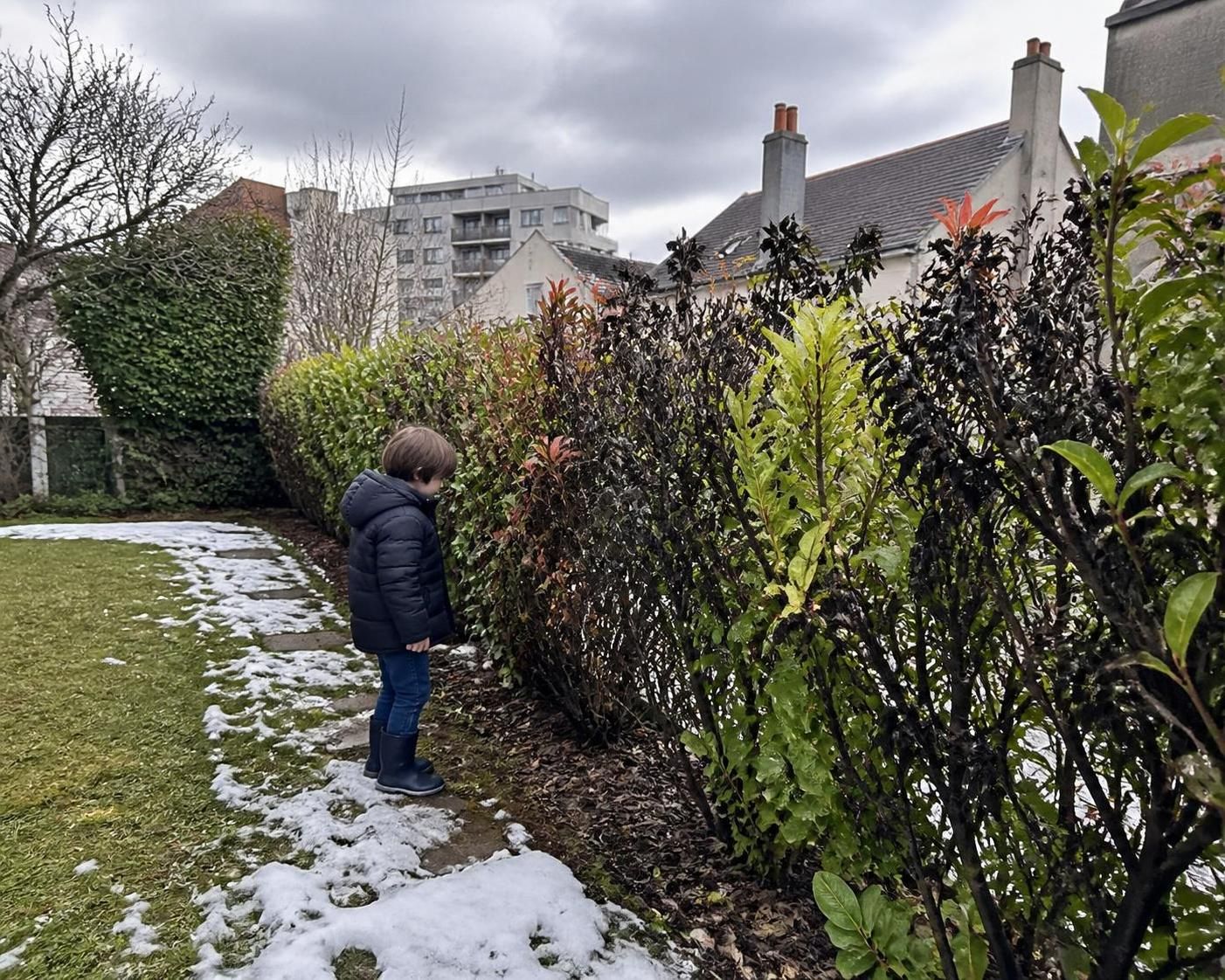 découvrez les 8 défis essentiels du photinia à connaître avant de l'intégrer à votre jardin pour assurer sa santé et sa beauté.