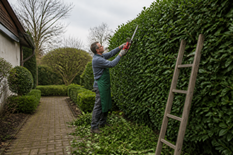 Quand tailler une haie pour garder un jardin propre