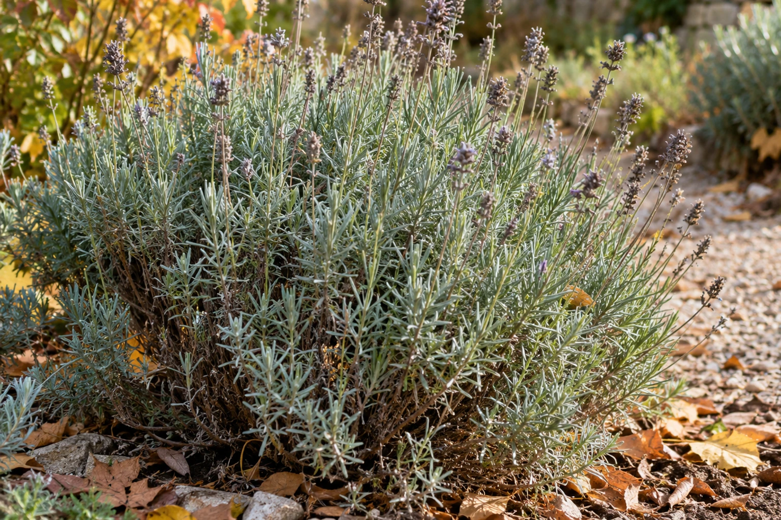 Touffe de lavande grise et fleurie au jardin, sol caillouteux et feuilles tombées